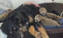 Surrogate Dog to Raise 5 Cheetah Cubs After Mom’s Death