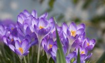 8 Proven Health Benefits of Saffron