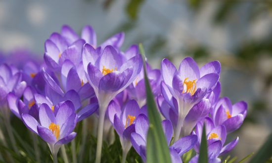 8 Proven Health Benefits of Saffron