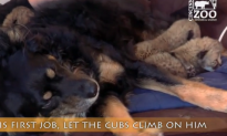 Dog Cares for Cheetah Cubs After Mother Dies (Video)