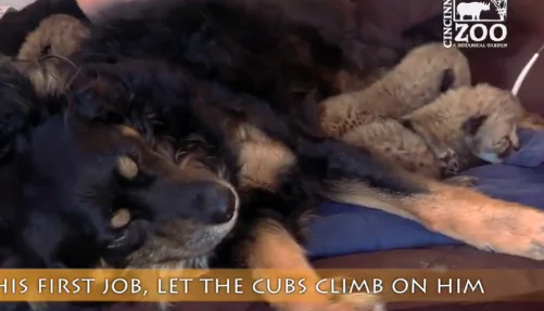 Dog Cares for Cheetah Cubs After Mother Dies (Video)