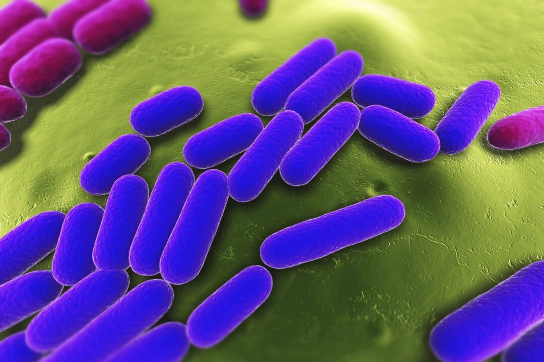In our body, bacteria cells outnumber human cells ten to one. (Sebastian Kaulitzki/iStock)