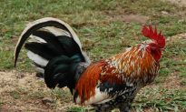 Cops: Central Pennsylvania Woman Killed Coal Mine’s Roosters