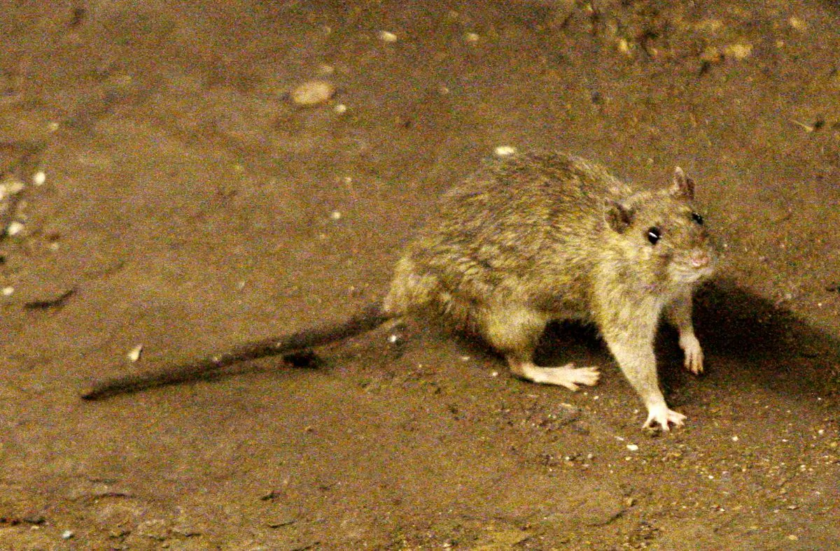 A rat wanders the subway tracks at Union Square in New York in this file photo. (AP Photo/Frank Franklin II)