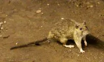 Instagram Video of Rat Climbing Up Sleeping NYC Subway Rider Sparks Many Reactions