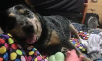 Dog Owner Fulfills Final Item on Bucket List After Buddy Dies