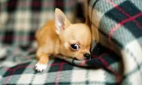 Video Caught Woman Dumping 7 Puppies Behind California Store