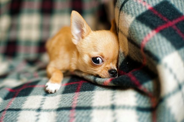 Chihuahua puppy