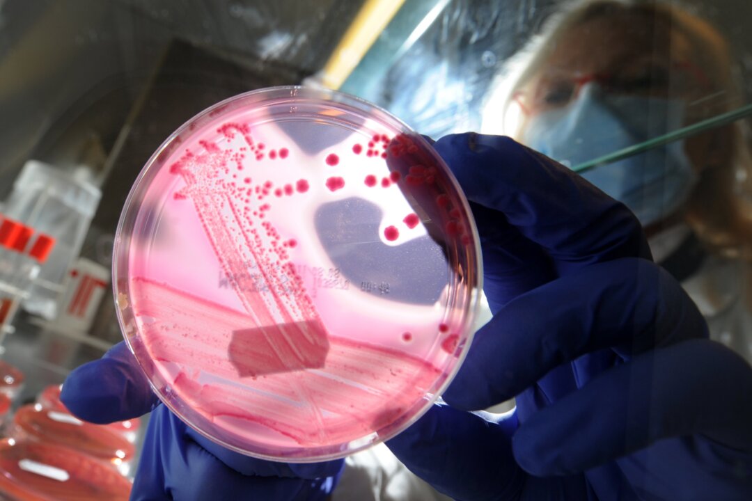 Medical-technical assistant Brigitte Weiss holds a petri dish with a culture medium and bacterial strains of enterohaemorrhagic E. coli (EHEC) at the UKE university hospital in Hamburg-Eppendorf, northern Germany, on May 24, 2011. (Chistian Charisius/AFP/Getty Images)