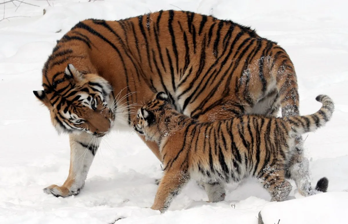 Amur tiger at the Buffalo Zoo on Feb. 27, 2008. (Public Domain)
