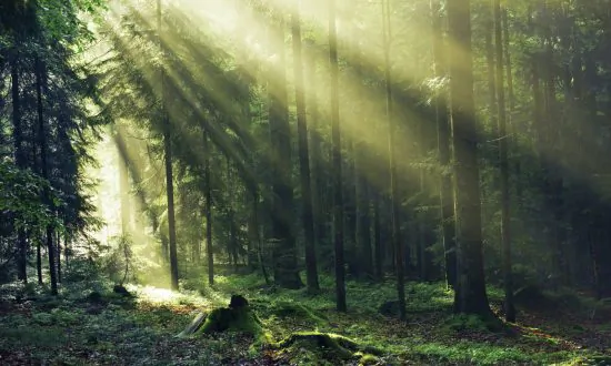 Europe’s Oldest Forest Is Threatened by a Beetle Infestation