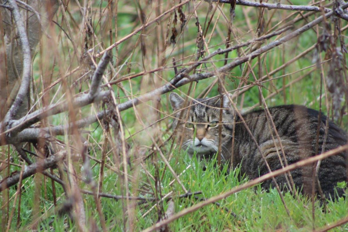 NextImg:Feral Cat Hunting Competition Cancelled After Animal Rights Activists Raise Concerns