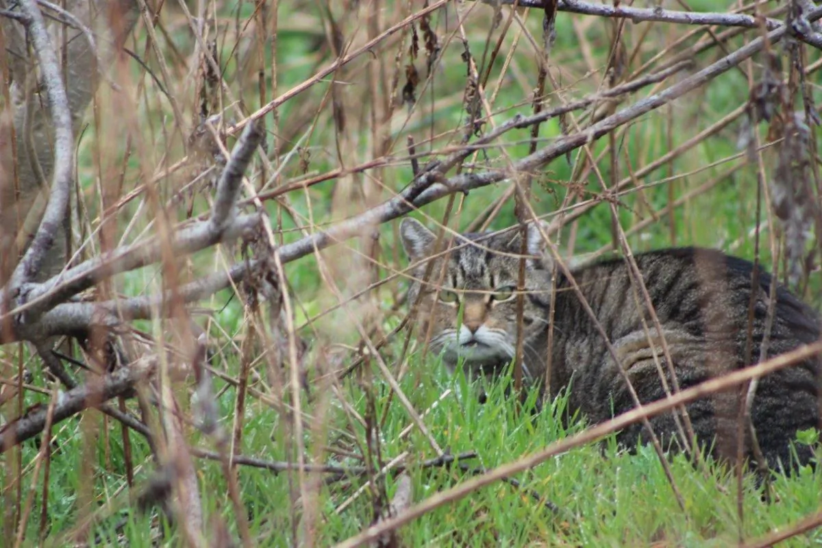 In this Friday, April 1, 2016 photo, a feral cat hides in a wooded area near a beach parking lot at Jones Beach State Park in Wantagh, N.Y. The American Bird Conservancy has filed a lawsuit against the New York parks department seeking to have the feral cats removed from Jones Beach because they claim they are a threat to an endangered bird species called the piping plover. (AP Photo/Frank Eltman)