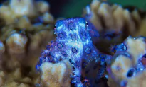 Viral: Man Picks up Deadly Blue-Ringed Octopus With Bare Hands