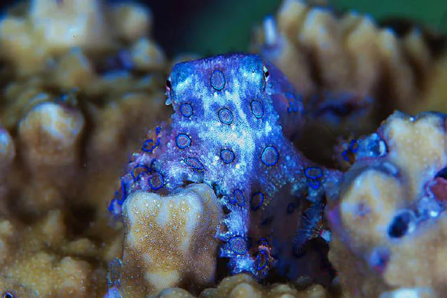 A blue-ringed octopus. (via Toutiao)