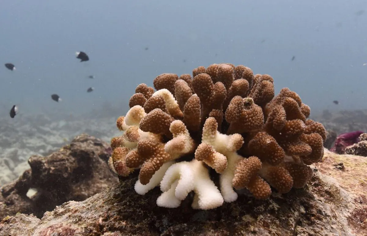 This photo provided by the University of Victoria shows dying Pocillopora or cauliflower coral. The coral on the sea floor around Kiritimati looked like a boneyard in November. Stark, white and lifeless. But there was still some hope. (University of Victoria/Danielle Claar via AP)