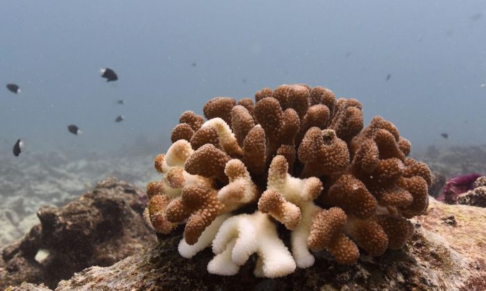 This photo provided by the University of Victoria shows dying Pocillopora or cauliflower coral. The coral on the sea floor around Kiritimati looked like a boneyard in November. Stark, white and lifeless. But there was still some hope. (University of Victoria/Danielle Claar  via AP)