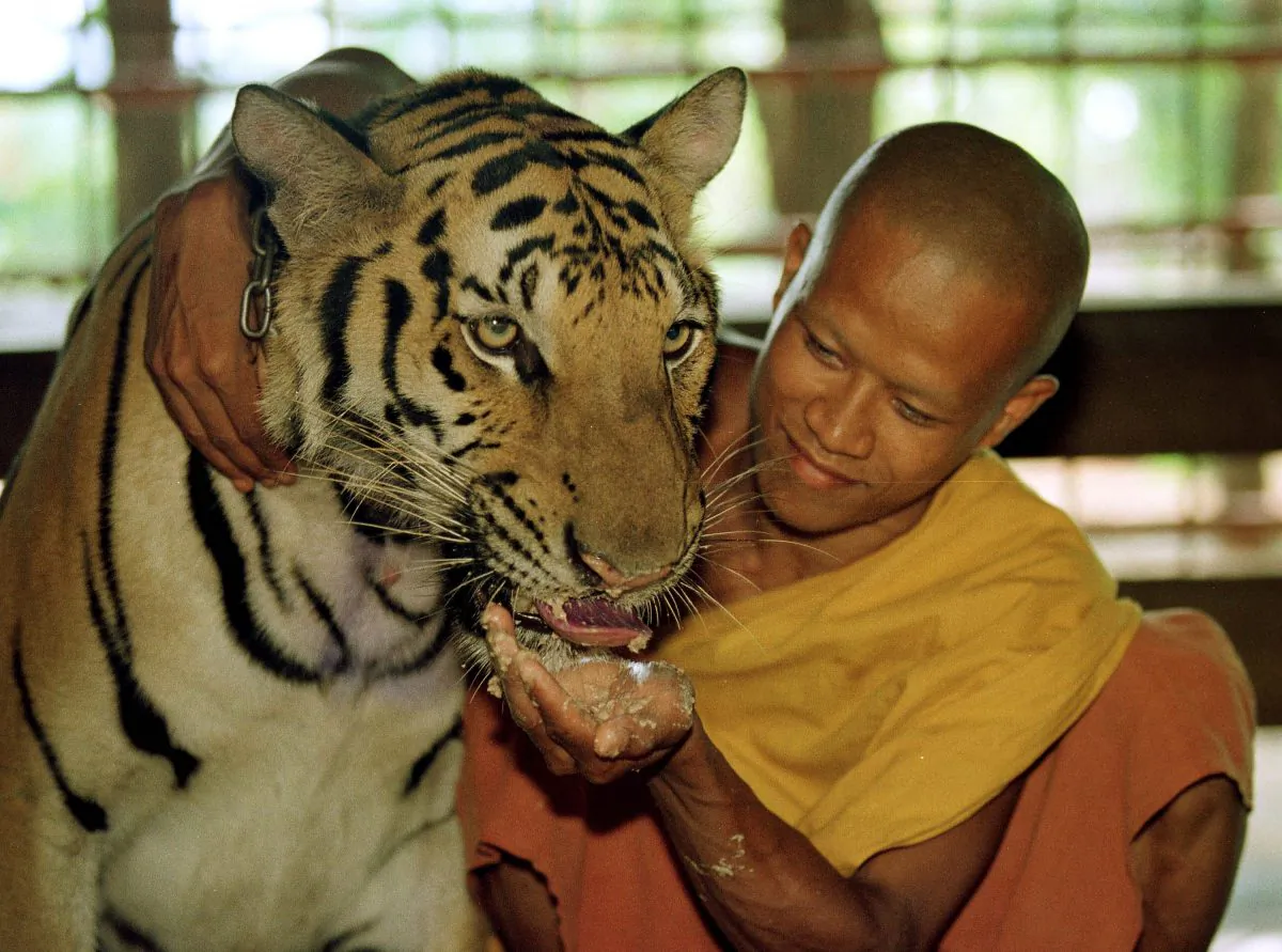 A tiger is fed a meal of dog food and chicken bones June 5, 2001 at the Wat Pa Luangta Bua monastery in Kanchanaburi, Thailand. (Paula Bronstein/Getty Images)