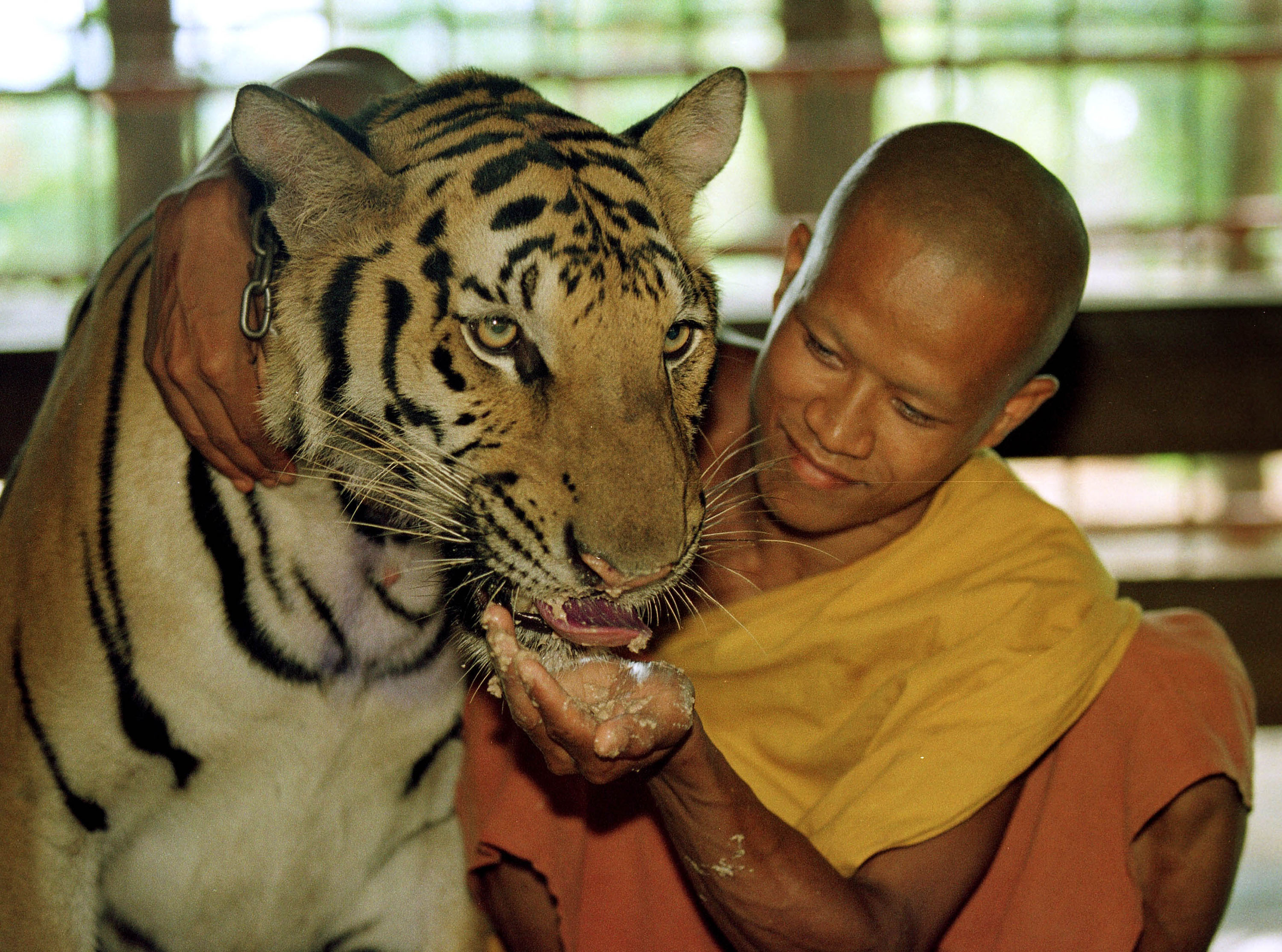 Тигриный монастырь — ват па Луангта Буа Янасампанно
