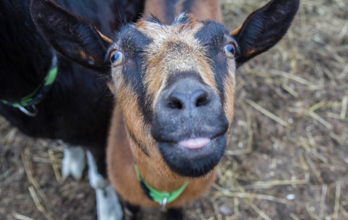 Photo Gallery: Animal Manor Sanctuary in Deerpark