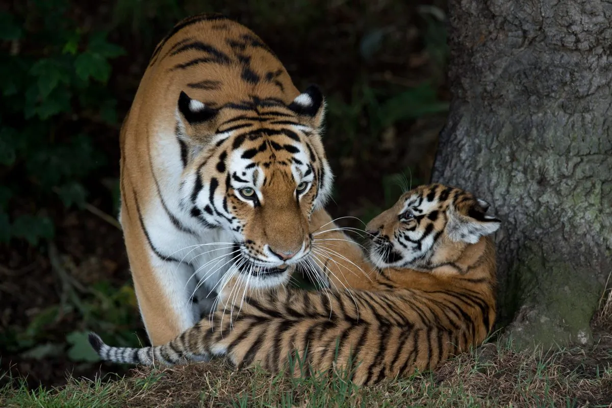 (OLI SCARFF/AFP/Getty Images)