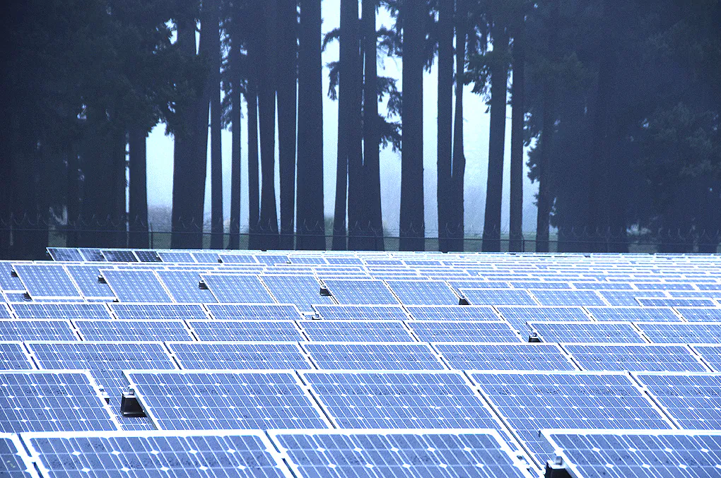 Solar panels stand in front of rows of trees at the Baldock Solar Highway project site on on Dec. 5, 2011. (Oregon Department of Transportation/Flickr, CC BY)