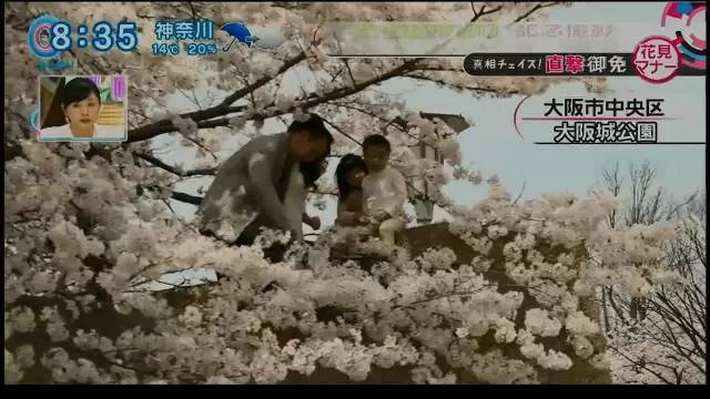 Chinese tourists climb on top of a wall to have their pictures taken with cherry blossoms. (Hexun.com)