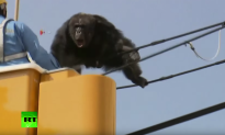 Caught on Tape: Curious Chimp Escapes Zoo, Leads Authorities on Dramatic Chase