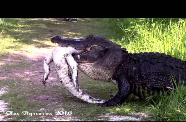 Video: Alligator Chows Down on Fellow Gator | The Epoch Times