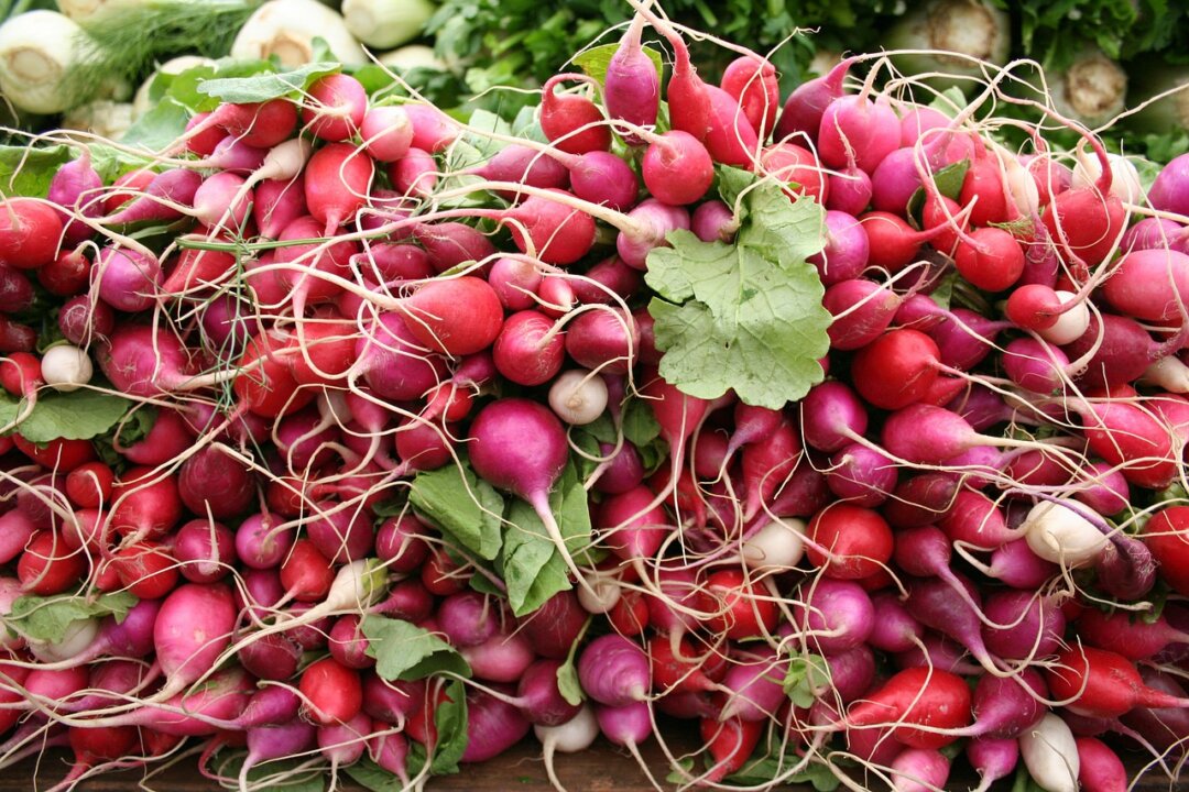 Radishes are believed to have originated from China. (Public domain)