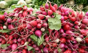 Radishes Rank Highly for Ability to Aid Health
