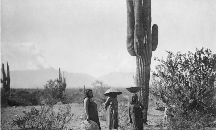 Saguaro fruit gatherers--Maricopa, Arizona, c c1907. (Edward S. Curtis/Library of Congress)