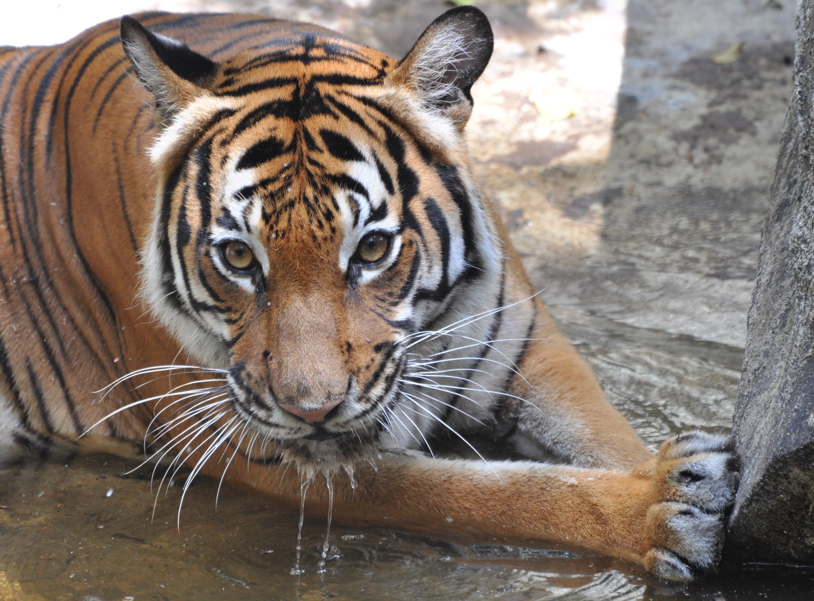 Man Hospitalized After Tiger Bites His Arm at Florida Zoo: Officials - Vimarsana News