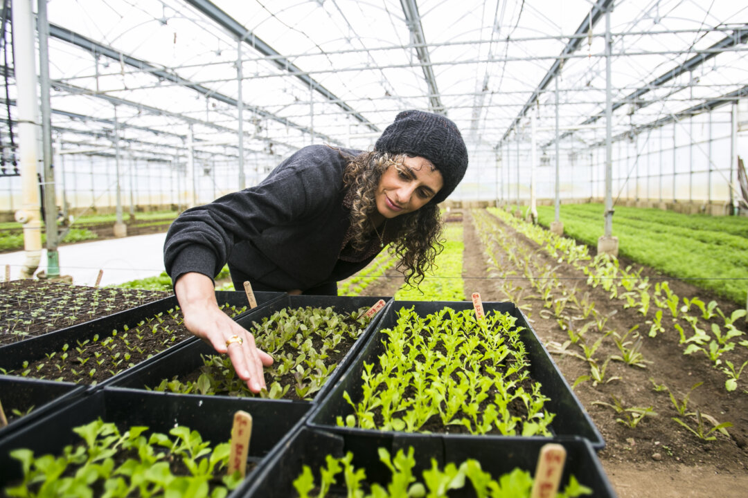 Dr. Daphne Miller, author of "Farmacology: Total Health from the Ground Up," at Stone Barns Center for Food & Agriculture in Pocantico Hills, New York, April 7, 2016. (Samira Bouaou/Epoch Times)