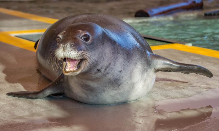 In this Feb. 1, 2016 photo released by The Marine Mammal Center,   Moo, an endangered Hawaiian monk seal, participates in rehab after being rescued and admitted to the Marine Mammal Centers Big Island seal hospital in Kailua-Kona, Hawaii. (Julie Steelman /The Marine Mammal Center via AP)