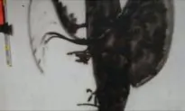 Can You Make Out What This Picture Actually Is?