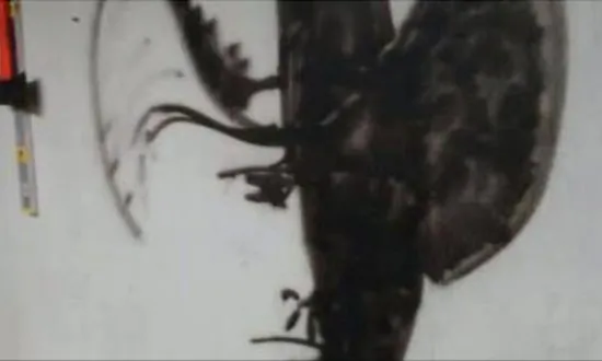 Can You Make Out What This Picture Actually Is?