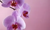 Painful Intercourse May Be Due To Vulvodynia
