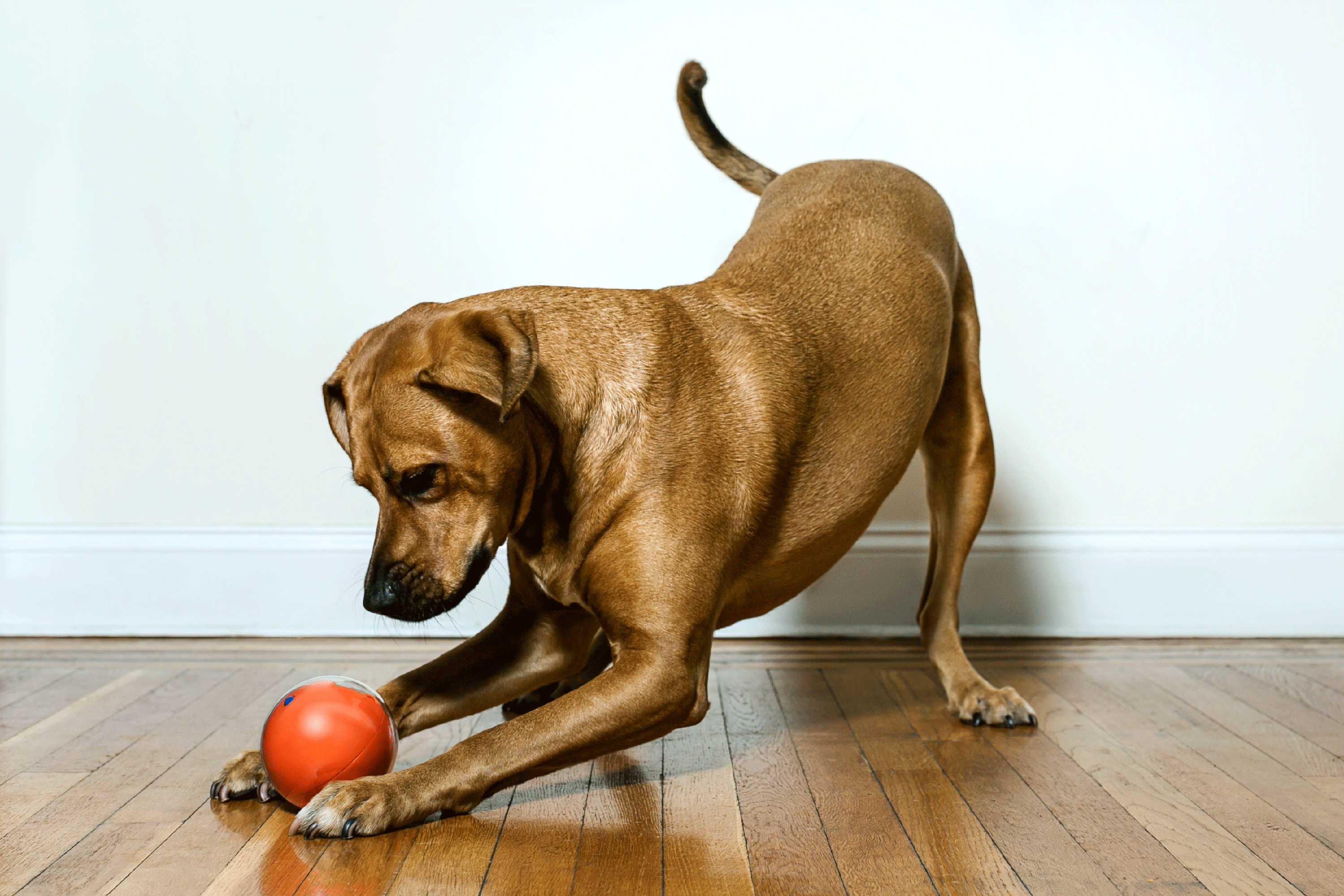 remote control ball for dogs