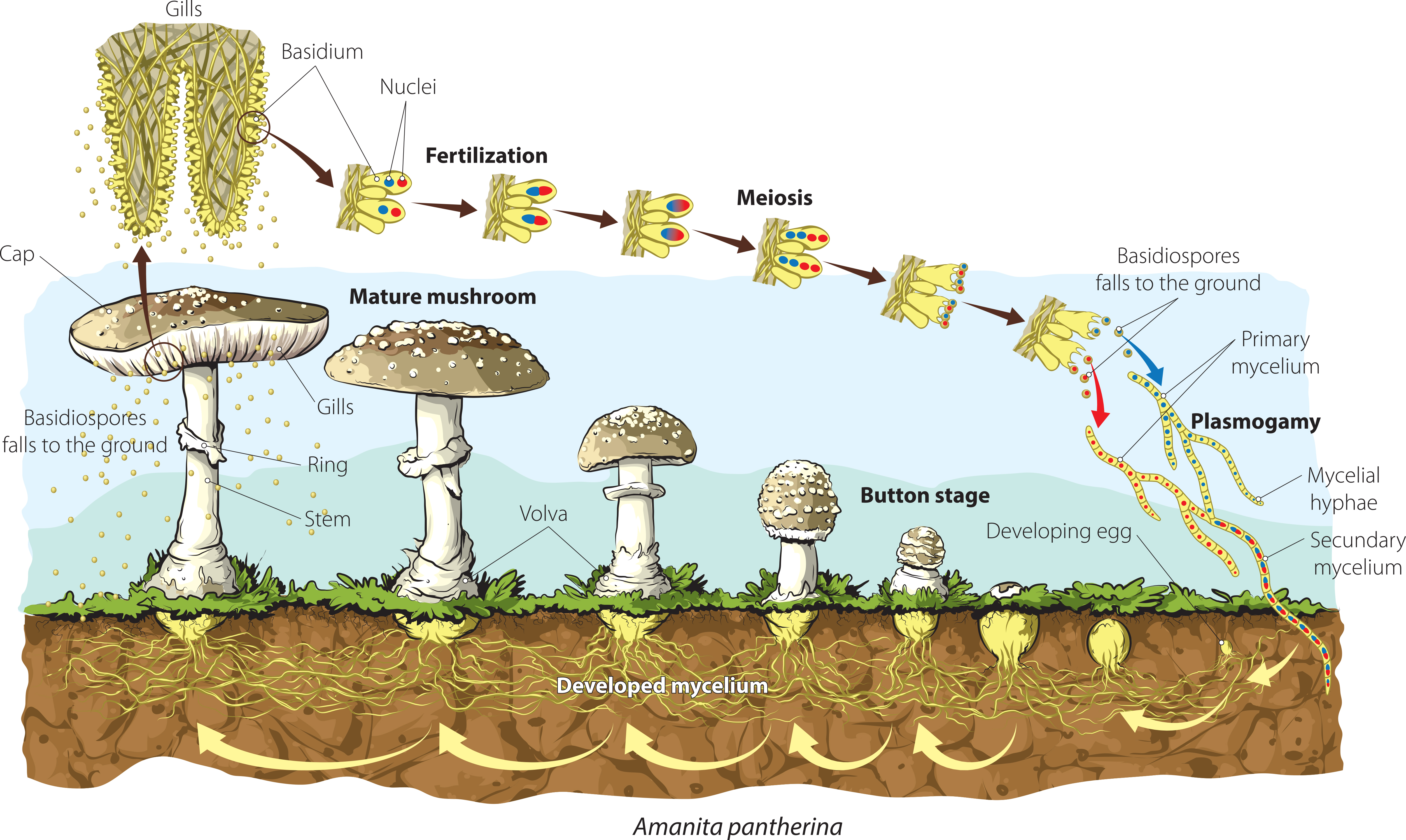 Стадии развития грибов