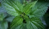 Healing Allergy With Stinging Nettle