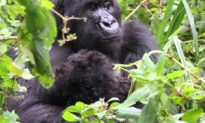 Rare Gorilla Twins Born in Rwanda