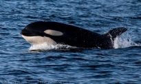 Orcas Hunting Dolphins Caught on Video
