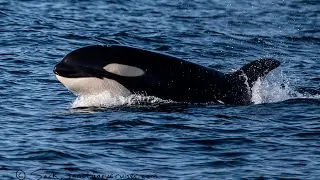 Orcas Hunting Dolphins Caught on Video