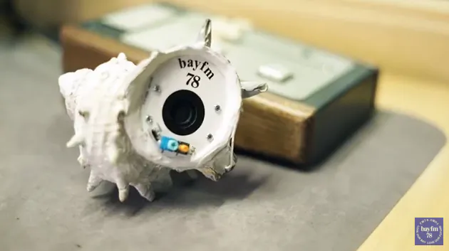 Now You Can Listen to Music From Real Turban Seashells