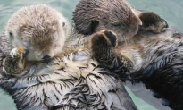 Heartwarming Reason Why Sea Otters Hold Hands (Video)