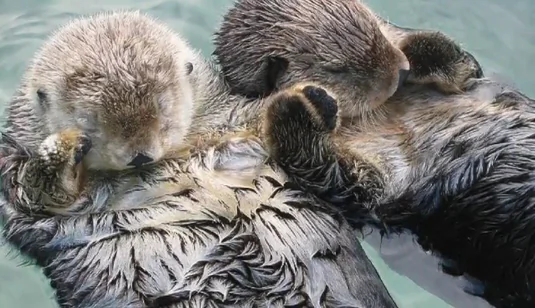 Heartwarming Reason Why Sea Otters Hold Hands (Video)