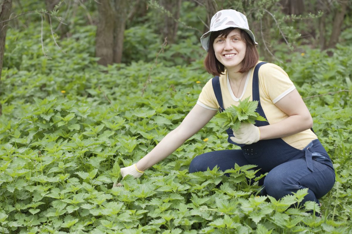 When picking nettles, be sure to bring some gloves. (JackF/iStock)