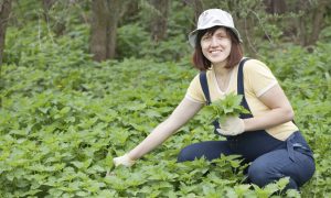 Stinging Nettle for Energy, Detoxification, and More