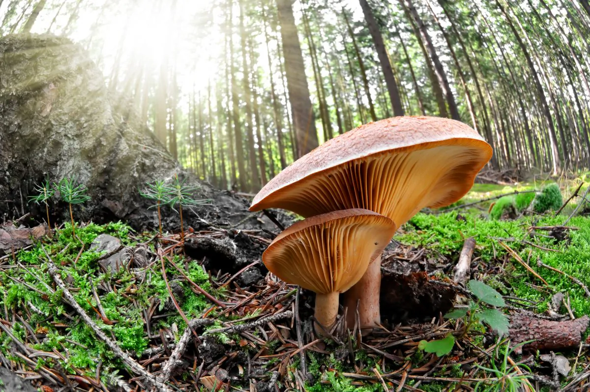 (Vaclav Volrab/Shutterstock)